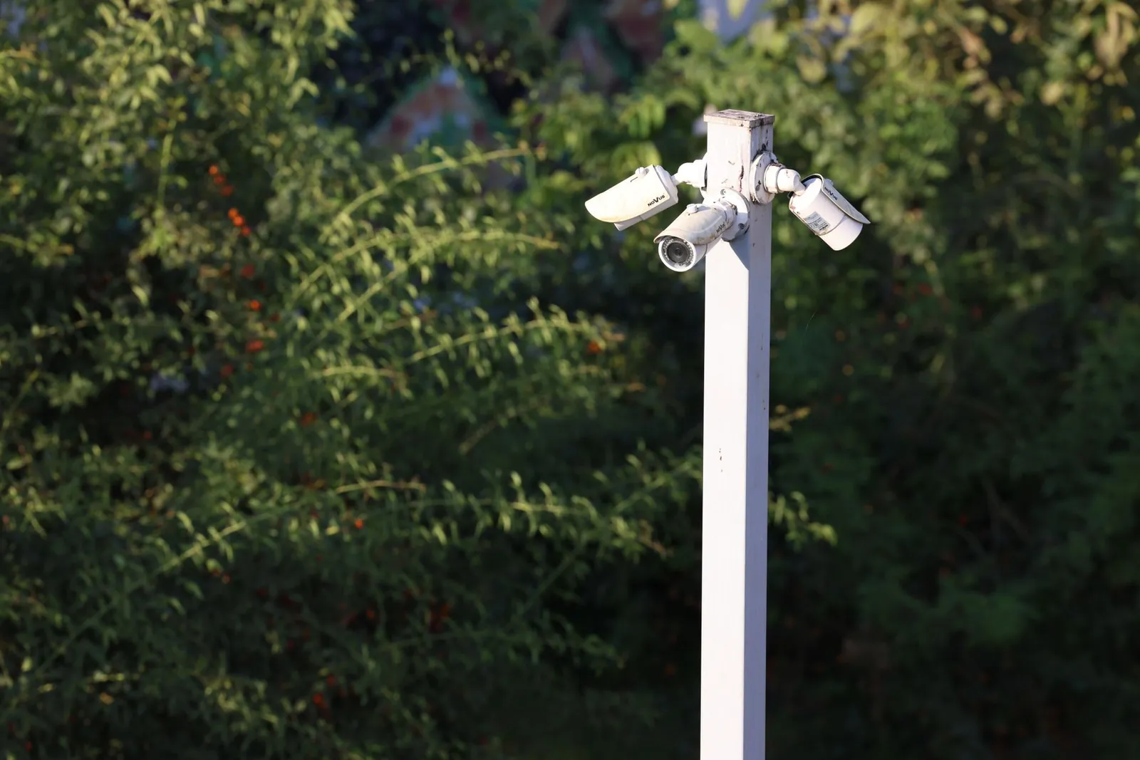Cluster of surveillance cameras mounted outdoors amidst green foliage for public safety. Stock photo illustrating Aditya Infotech's earning call story.