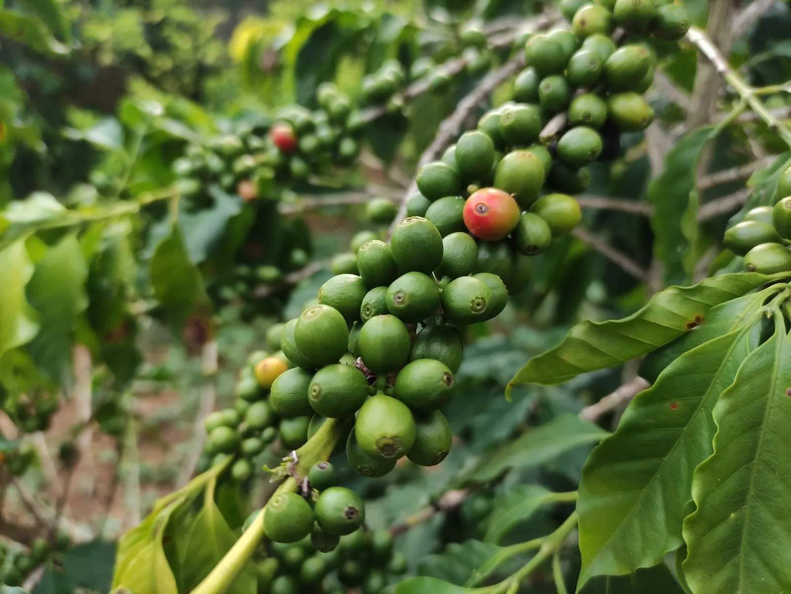 Detailed shot of green and red coffee berries on a branch, showcasing coffee plant growth. Stock photo illustrating CCL Products (India)'s earning call story.