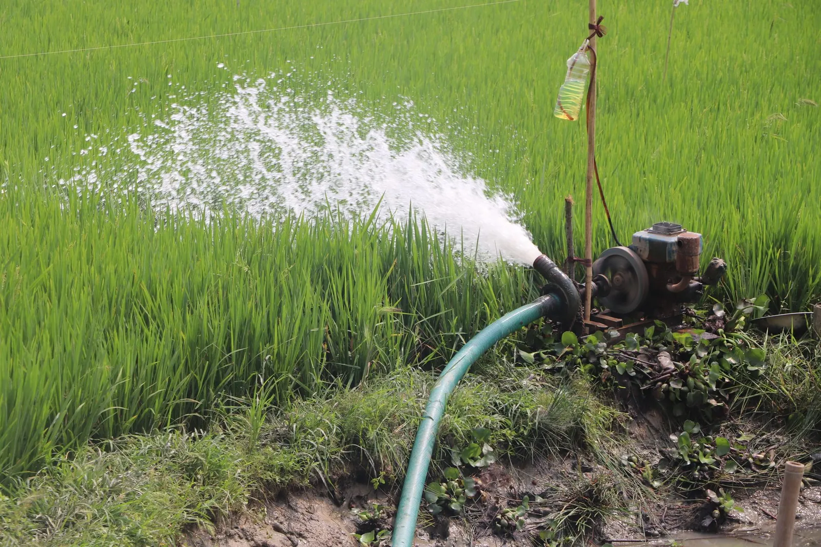 A water pump system irrigating a vibrant green rice field, promoting sustainable agriculture. Stock photo illustrating Captain Polyplast's new order story.