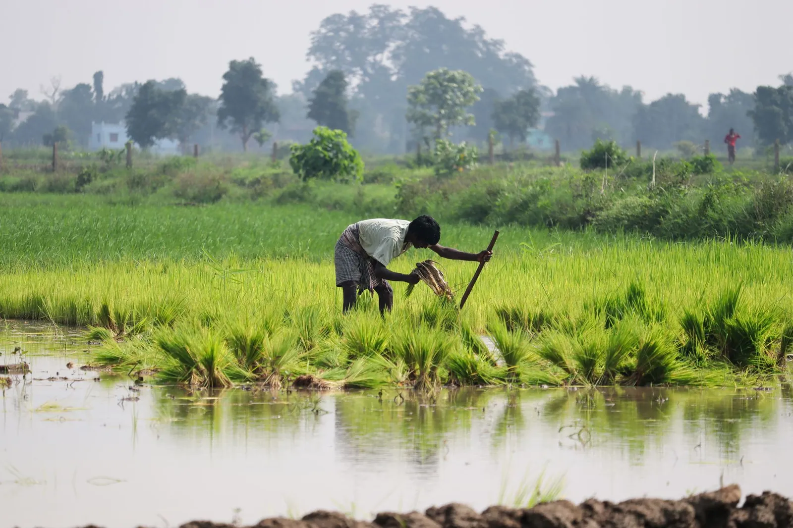 A farmer is toiling in a lush green rice paddy field in Sundargarh, Odisha, India. Stock photo illustrating Dhanuka Agritech's product launched story.