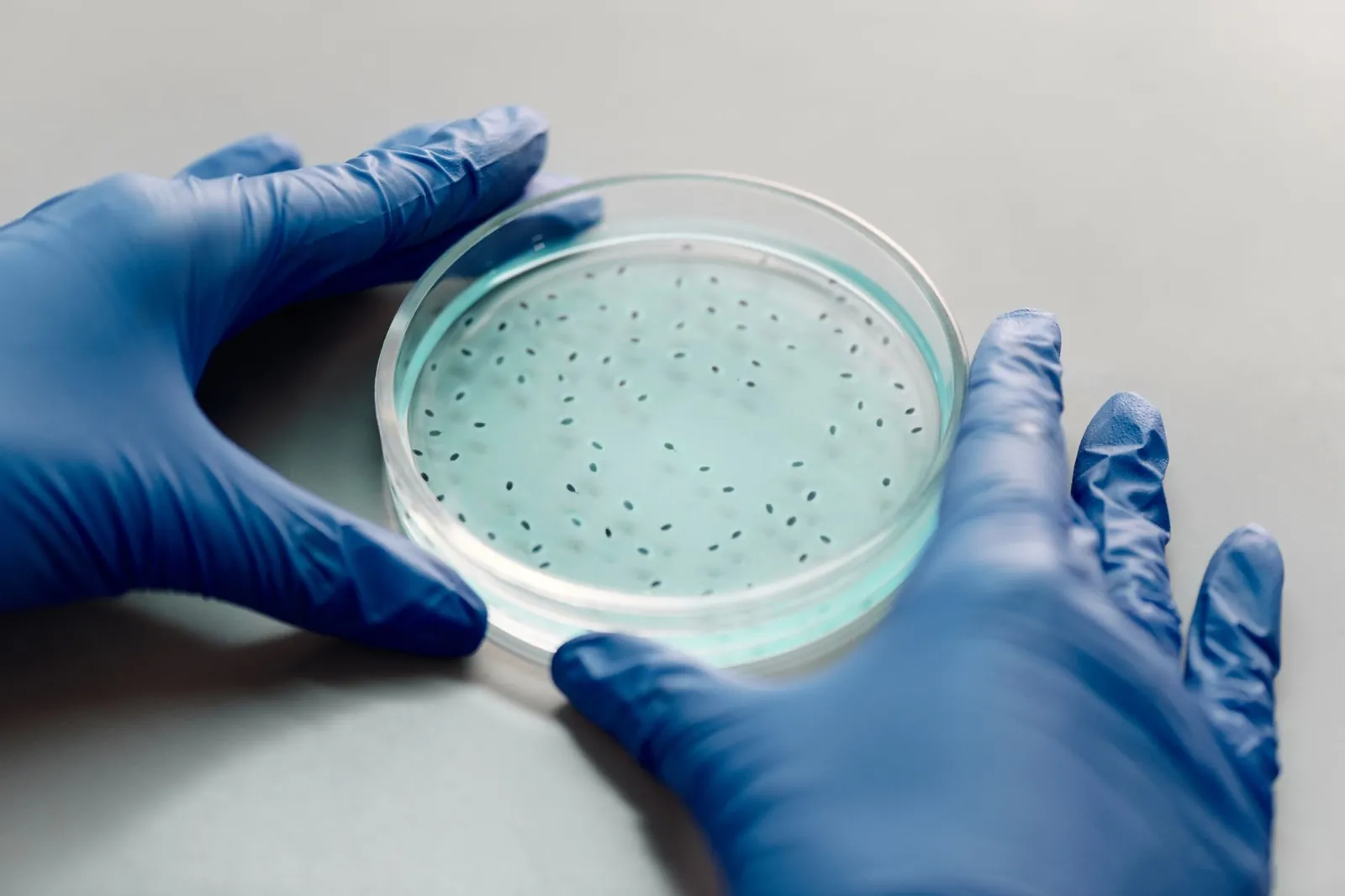 Gloved hands handling a filled petri dish, ideal for microbiology research visuals. Stock photo illustrating Fermenta Biotech's partnership story.