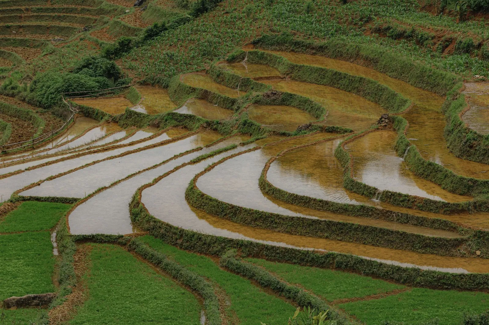 Aerial view of vibrant terraced rice fields showcasing lush tropical agriculture. Stock photo illustrating Atul's product launched story.