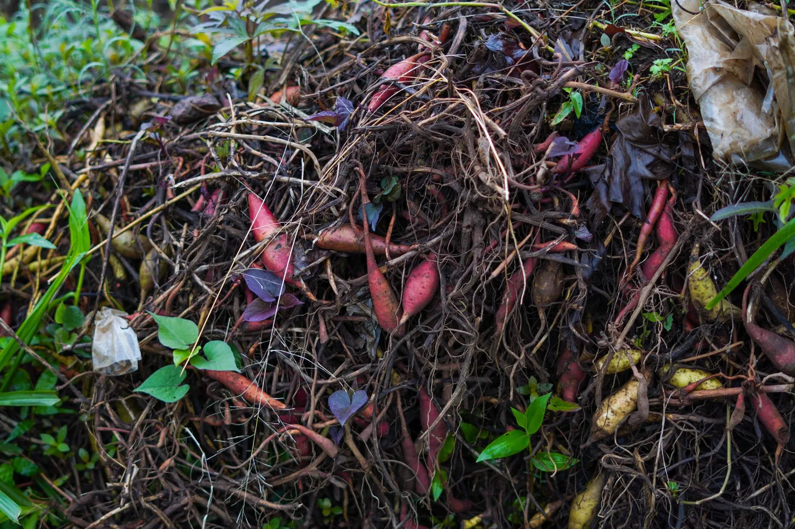 Pile of organic compost with various plant roots and leaves, showcasing vibrant natural colors. Stock photo illustrating Jain Irrigation Systems' partnership story.