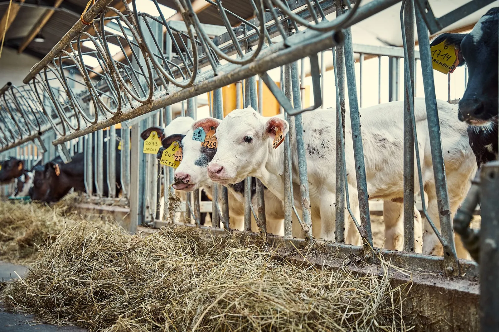 Cows feeding on hay in a modern farm barn, showcasing dairy cattle management. Stock photo illustrating Narmada Agrobase's fund raise story.
