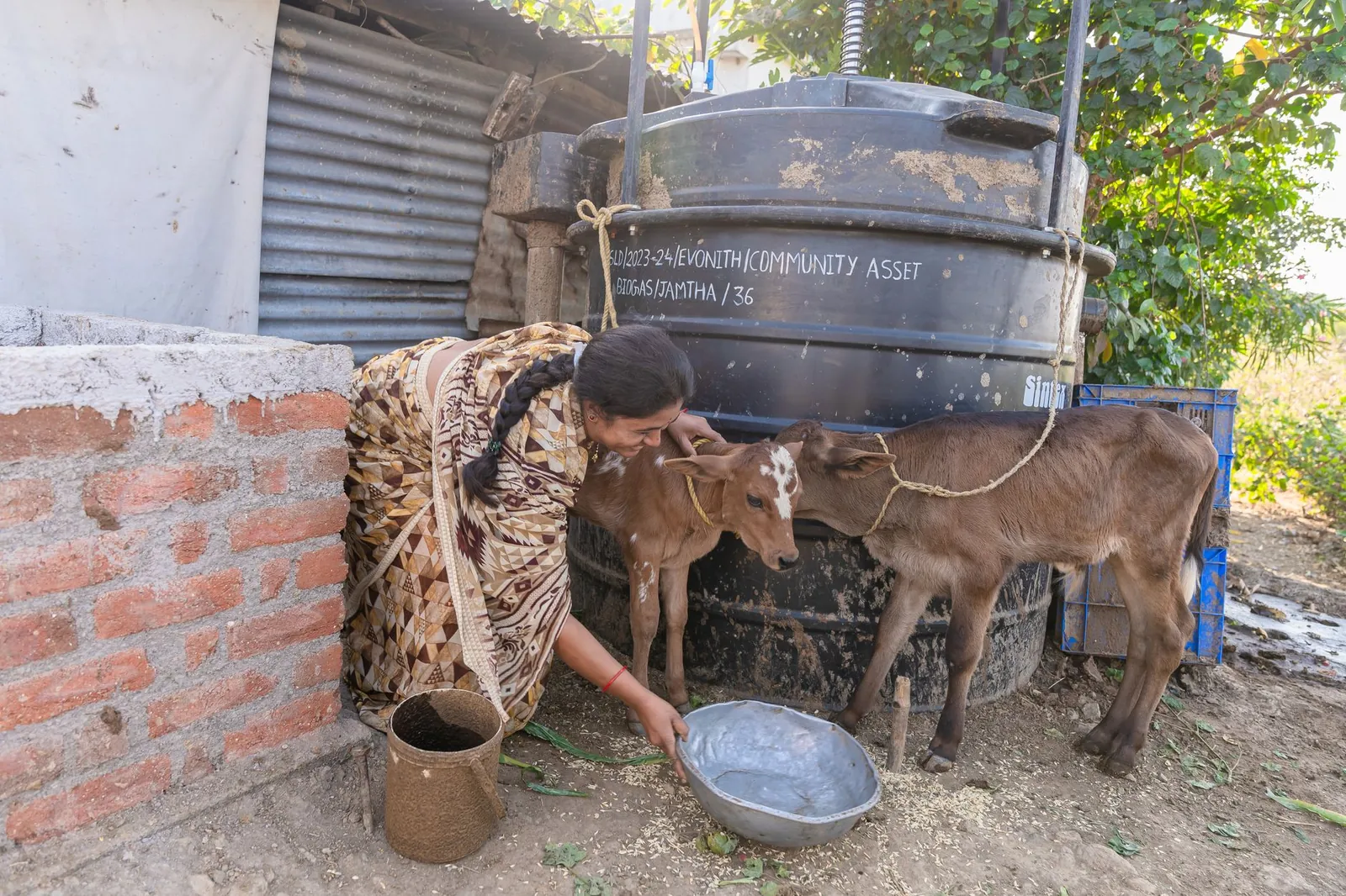 An Indian woman in traditional attire feeds calves next to a rural biogas plant. Stock photo illustrating Organic Recycling Systems' new order story.