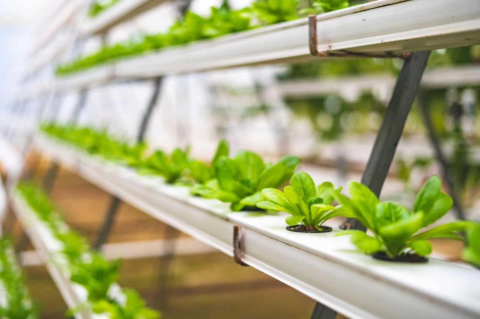 Close-up of hydroponic lettuce plants growing in a greenhouse setting in India. Stock photo illustrating Sheel Biotech's new order story.