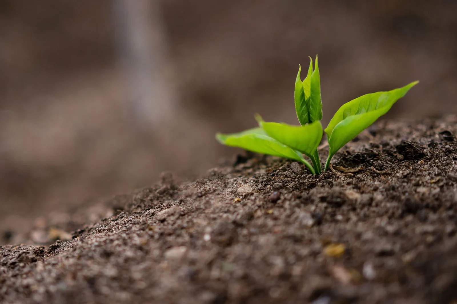 Tiny sprig with green leaves growing on fertile soil in field in farm. Stock photo illustrating Balaji Phosphates' fund raise story.
