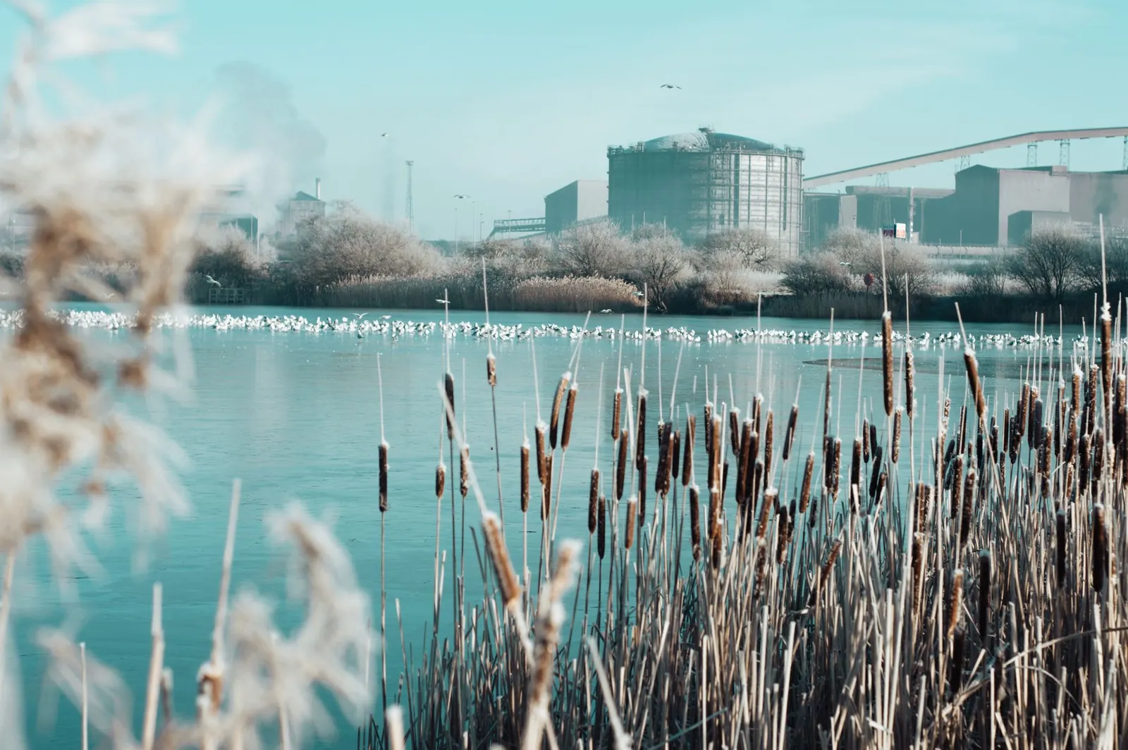 Tranquil waterfront view of an industrial area in Scunthorpe with cattails and distant factories. Stock photo illustrating Ion Exchange (India)'s new order story.