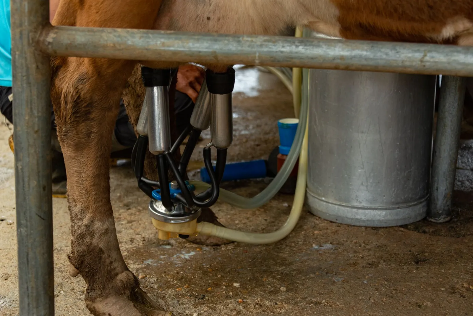 Close-up of cow connected to automated milking machine on a dairy farm, showcasing modern farming technology. Stock photo illustrating Hatsun Agro Product's partnership story.