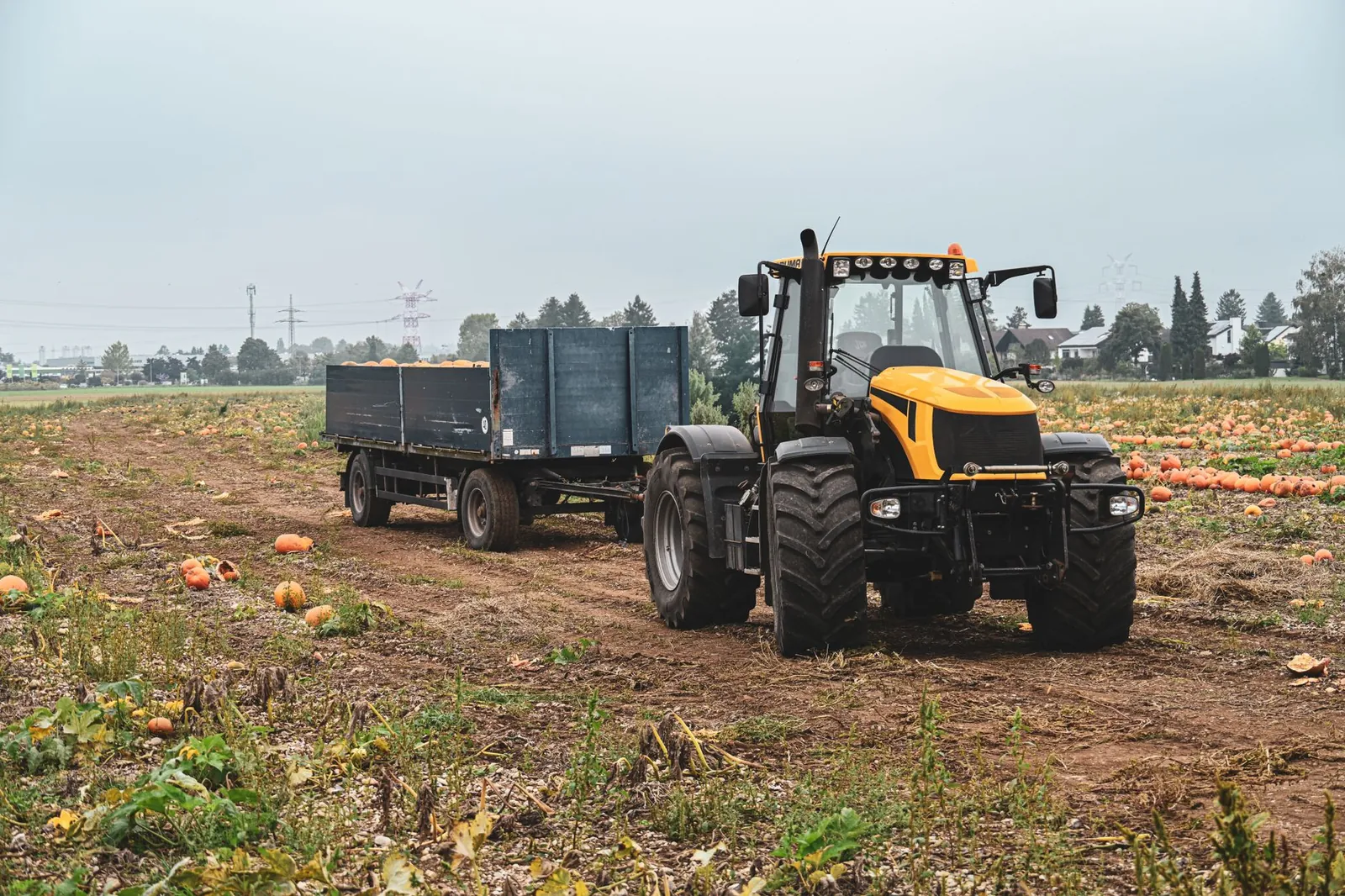 A tractor pulls a trailer in a pumpkin field during autumn harvest season. Stock photo illustrating Escorts Kubota's product launched story.