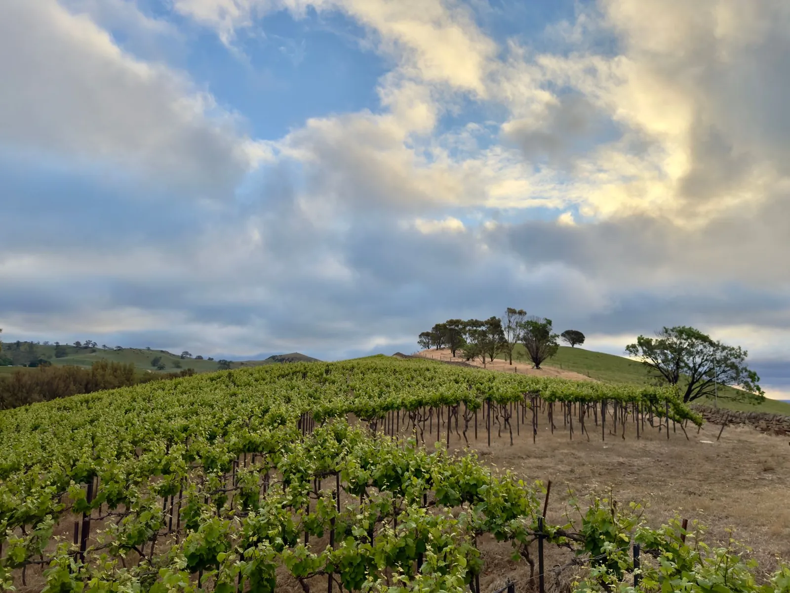 Scenic vineyard landscape at sunrise with lush vines and dramatic clouds. Stock photo illustrating Fratelli Vineyards' fund raise story.