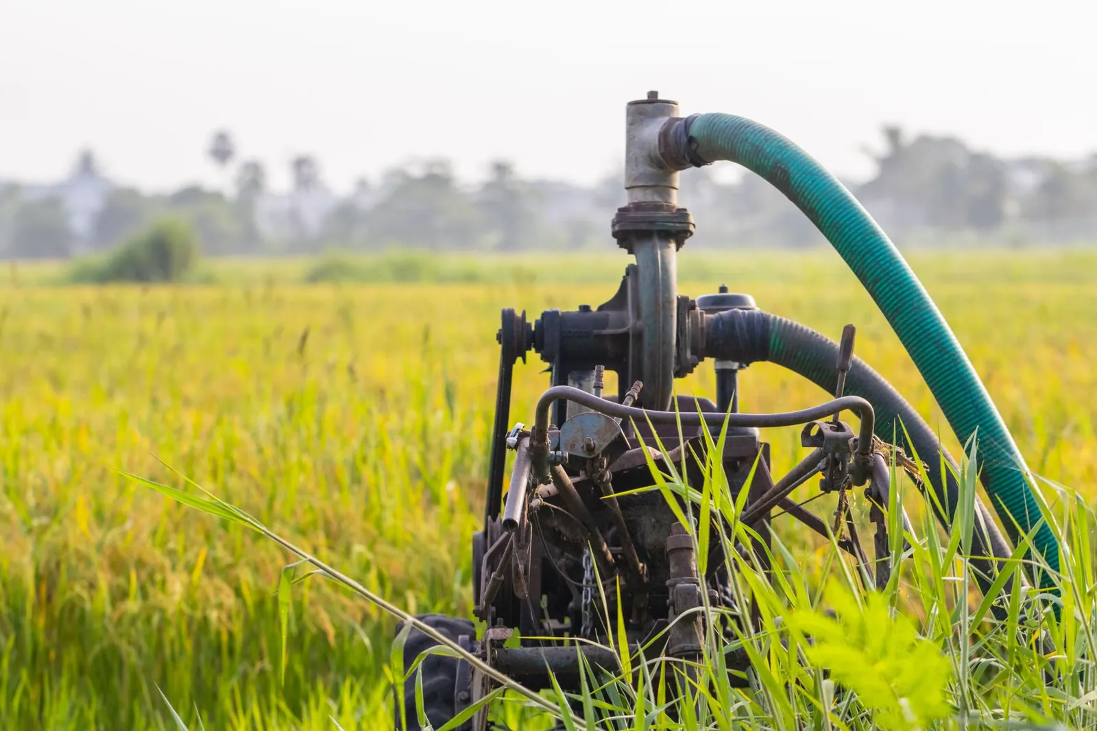 A water pump in a lush green field in rural Surat, India, highlights modern irrigation. Stock photo for the ALFA News guide: Spotting Pump-and-Dump Schemes in Indian Stocks.