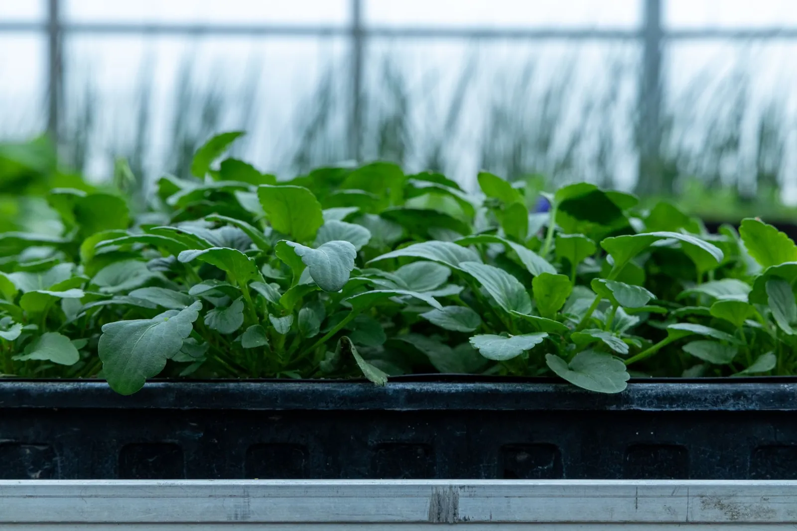 Close-up view of thriving green seedlings in a greenhouse tray, ready for planting. Stock photo illustrating Emrock Corporation's fund raise story.