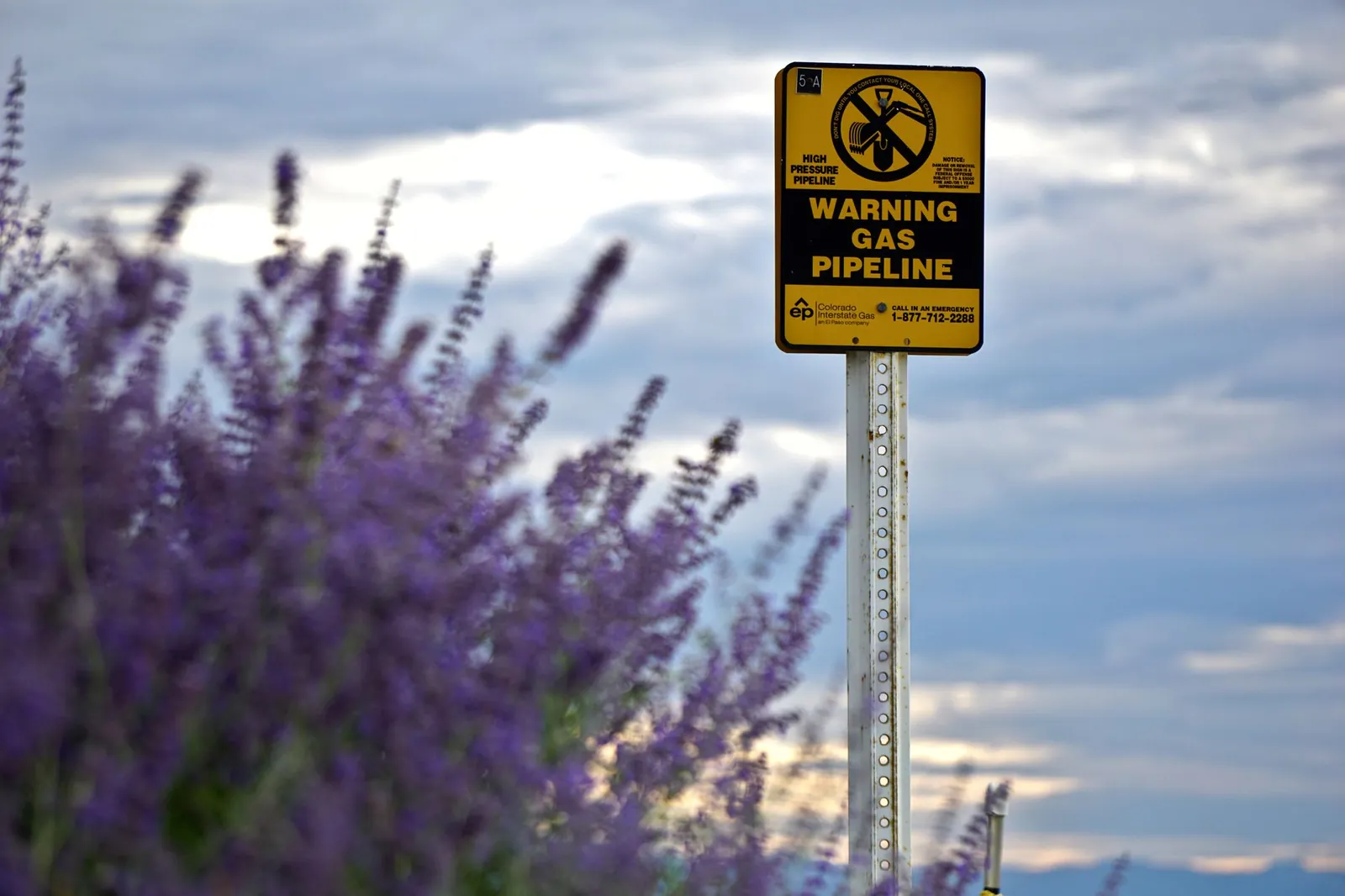A caution sign for gas pipeline amidst a field of blooming lavender with cloudy skies. Stock photo illustrating Likhitha Infrastructure's new order story.