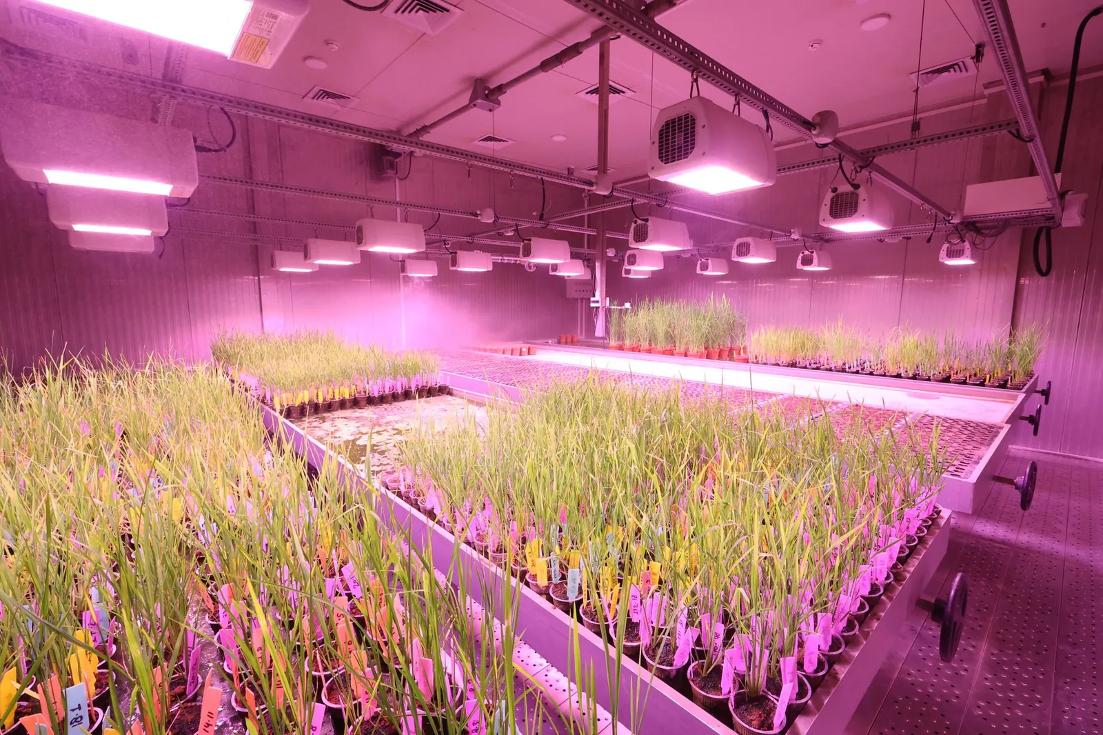 High-tech indoor plant laboratory using LED lights for research. Stock photo illustrating Bayer CropScience's regulatory approval story.