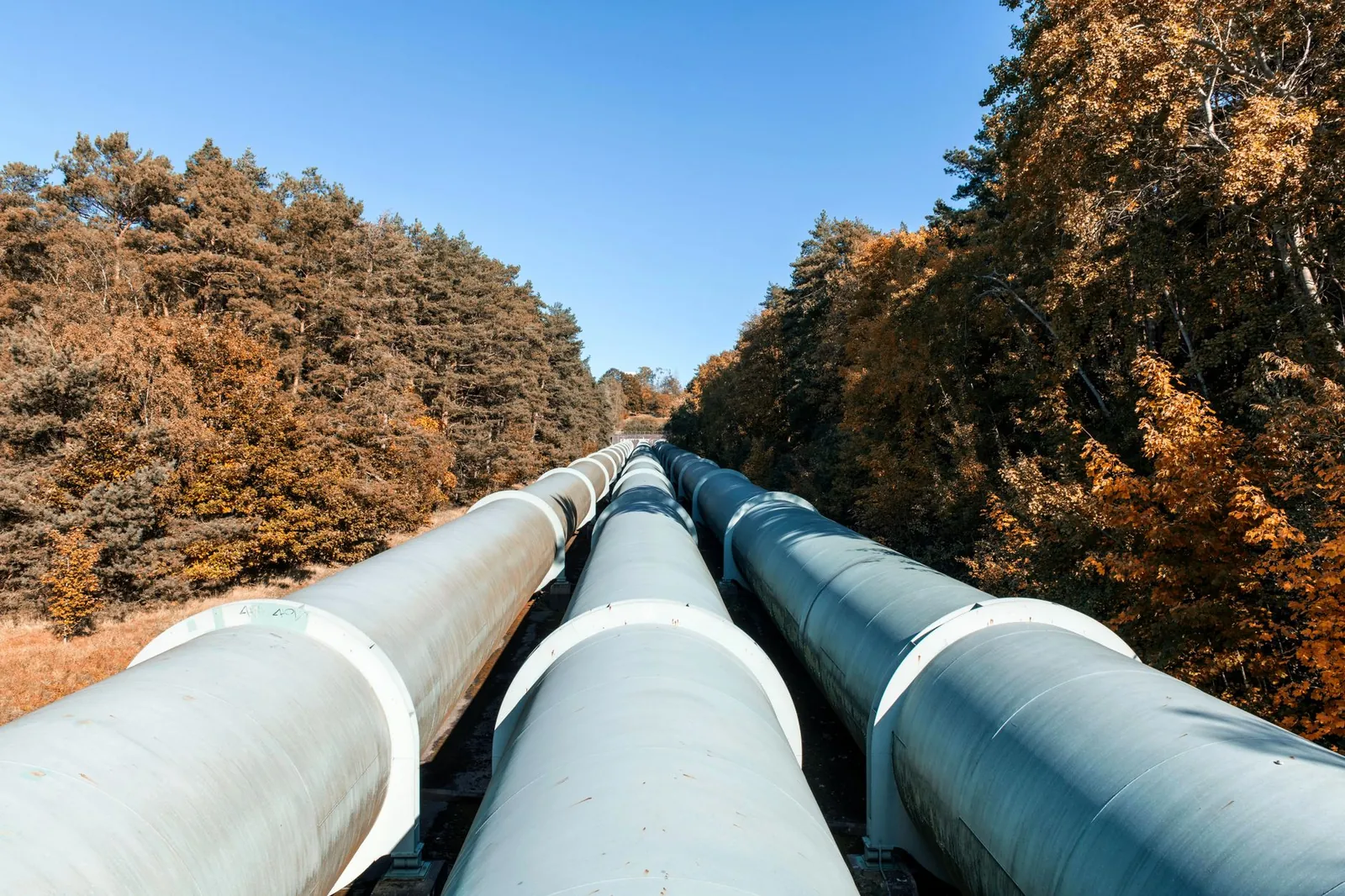 Large pipelines meandering through a colorful autumn forest, showcasing sustainable energy transport. Stock photo illustrating Welspun Corp's earning call story.