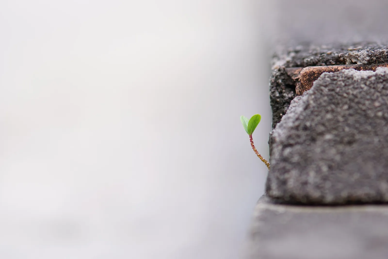 A small green sprout emerging from a crack in the concrete symbolizing growth and resilience. Stock photo for the ALFA News guide: QoQ vs YoY Growth: Reading Indian Company Earnings.