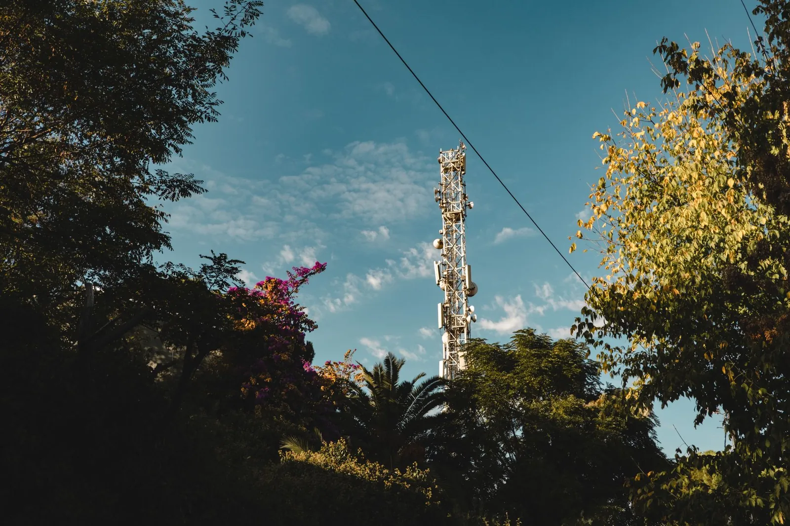 A telecommunication tower rises above trees and foliage against a clear blue sky, symbolizing technology in nature. Stock photo illustrating Sar Televenture's earning call story.